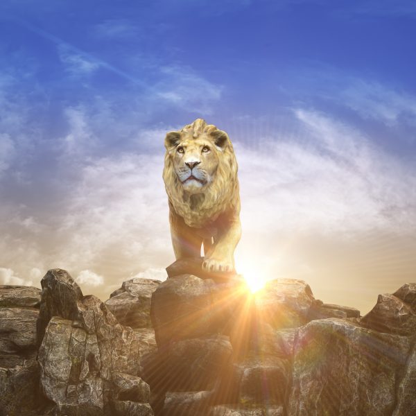 Lion at sunset. 3d rendering